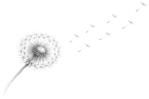 Decorative dandelion